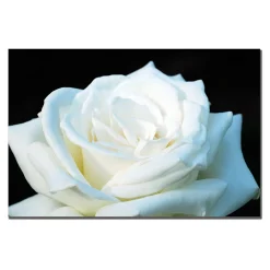 Trademark Fine Art ''White Rose II'' Canvas Wall Art