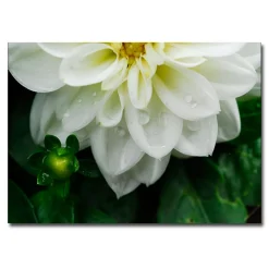 Trademark Fine Art ''White Dahlia'' Canvas Wall Art