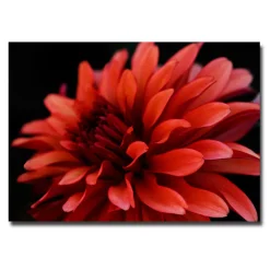 Trademark Fine Art ''Red Dahlia'' Canvas Wall Art