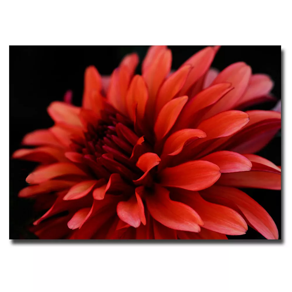 Trademark Fine Art ''Red Dahlia'' Canvas Wall Art 1 Trademark Fine Art ''Red Dahlia'' Canvas Wall Art