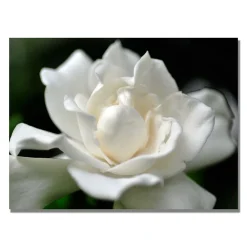Trademark Fine Art ''Lovely Gardenia'' Canvas Wall Art