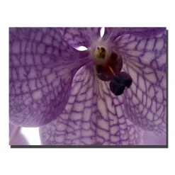 Trademark Fine Art ''Orchid Veins'' Canvas Wall Art