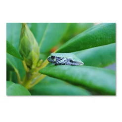 Trademark Fine Art Balance Canvas Wall Art