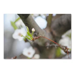 Trademark Fine Art Before Bloom Canvas Wall Art