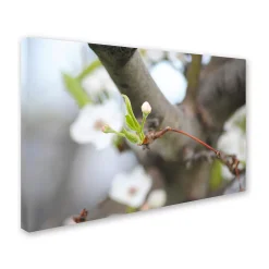 Trademark Fine Art Before Bloom Canvas Wall Art -Kohl's Sales 2595768 ALT2