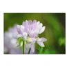 Trademark Fine Art Calm Heart Canvas Wall Art
