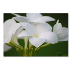 Trademark Fine Art Picture Perfect Canvas Wall Art