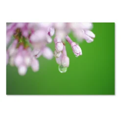 Trademark Fine Art Pure Canvas Wall Art