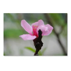 Trademark Fine Art Simplicity Canvas Wall Art