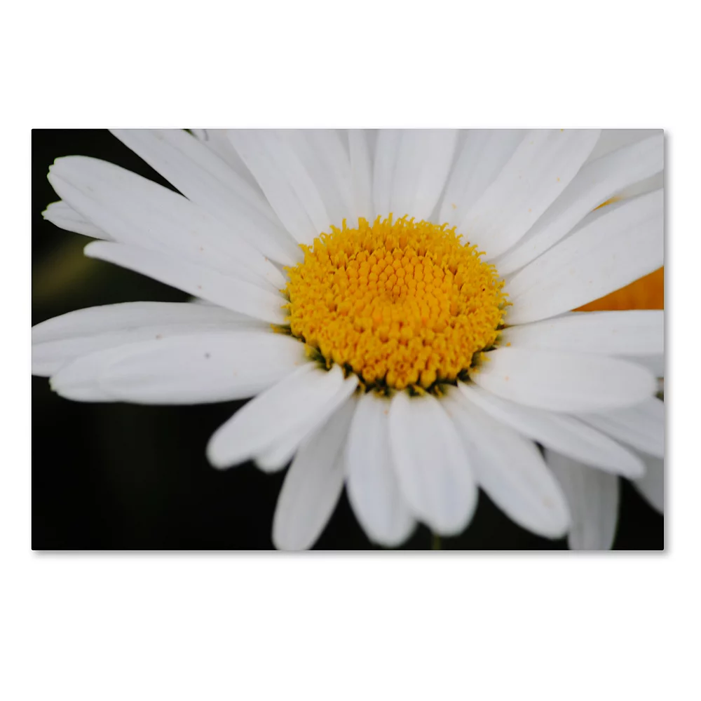 Trademark Fine Art Sweet Splendor Canvas Wall Art 1 Trademark Fine Art Sweet Splendor Canvas Wall Art