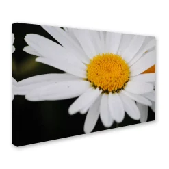 Trademark Fine Art Sweet Splendor Canvas Wall Art 5 Trademark Fine Art Sweet Splendor Canvas Wall Art -Kohl's Sales 2615471 ALT2