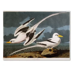 Trademark Fine Art Tropic Bird Canvas Wall Art
