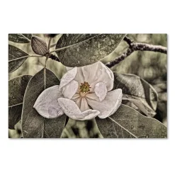 Trademark Fine Art "White Magnolia" Canvas Wall Art