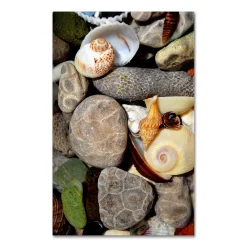 Trademark Fine Art "Petoskey Stones Ll" Canvas Wall Art