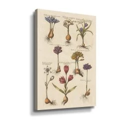 ArtWall Vintage Florilegium I Floral Canvas Wall Art