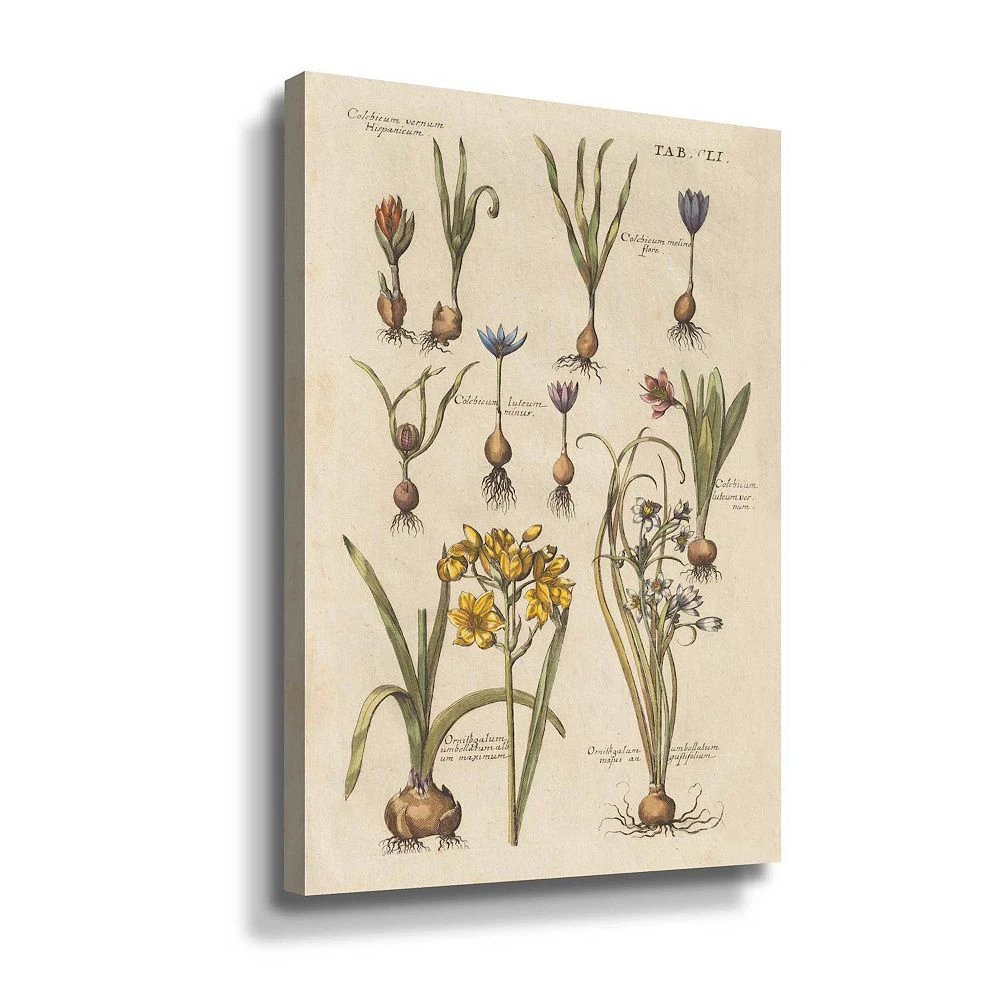 ArtWall Vintage Florilegium II Floral Canvas Wall Art 1 ArtWall Vintage Florilegium II Floral Canvas Wall Art