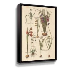 ArtWall Vintage Florilegium III Floral Canvas Wall Art