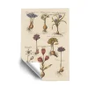 ArtWall Vintage Florilegium I Removable Wall Art