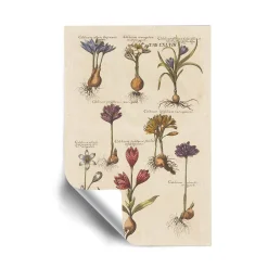 ArtWall Vintage Florilegium I Removable Wall Art