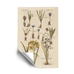 ArtWall Vintage Inspired Florilegium II Removable Wall Art