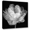 ArtWall Tulipa Black & White I Canvas Wall Art