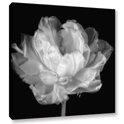 ArtWall Tulipa Black & White I Canvas Wall Art