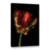 ArtWall Tulip Parrot I Canvas Wall Art