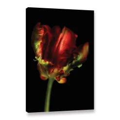 ArtWall Tulip Parrot I Canvas Wall Art