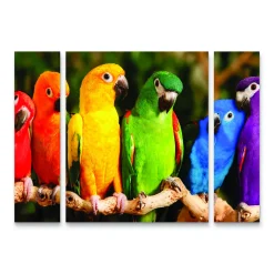 Trademark Fine Art Rainbow Parrots Canvas Wall Art 3-piece Set