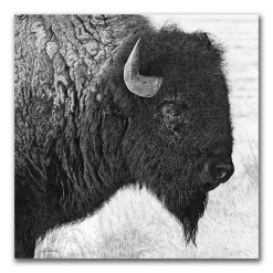 Personal-Prints American Bison Canvas Wall Art